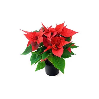 Atatürk Çiçeği (Poinsetia) Q12