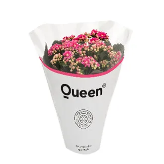 Queen Kalanchoe Q10,5
