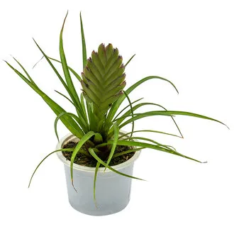 Hava Çiçeği (Tillandsia)