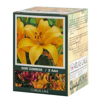 Paketli Glayör Soğanı