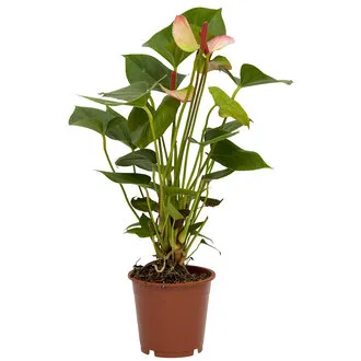 Anthurium