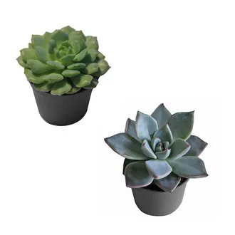 Rosset - Hawortia Q5.5