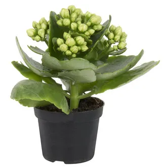 Queen Mini Kalanchoe