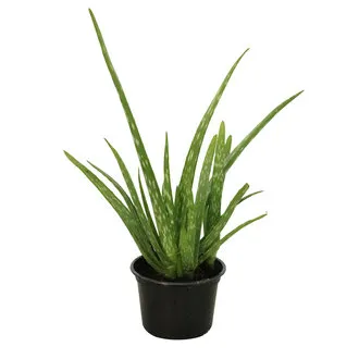 Aloe Vera Yerli