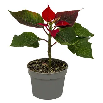 Poinsettia Q10,5
