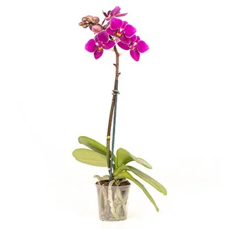 Mini Orkide