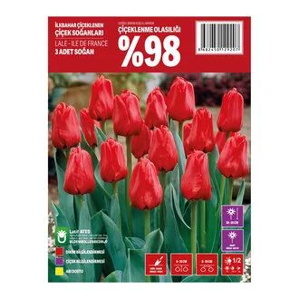 Güz Çiçek Soğanı Paket