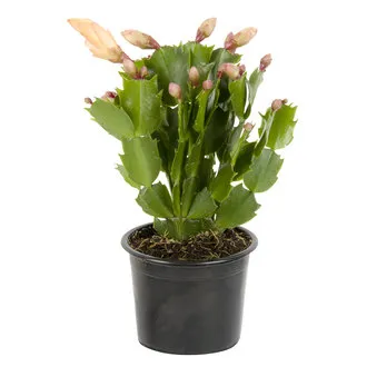 Schlumbergera Q9