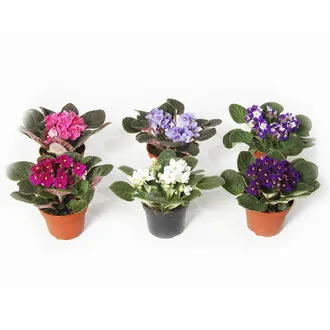 Afrika Menekşesi (Saint Paulia)