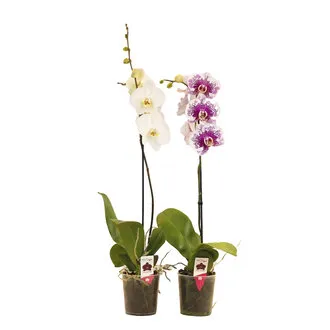 Solo Plant Orkide Q12